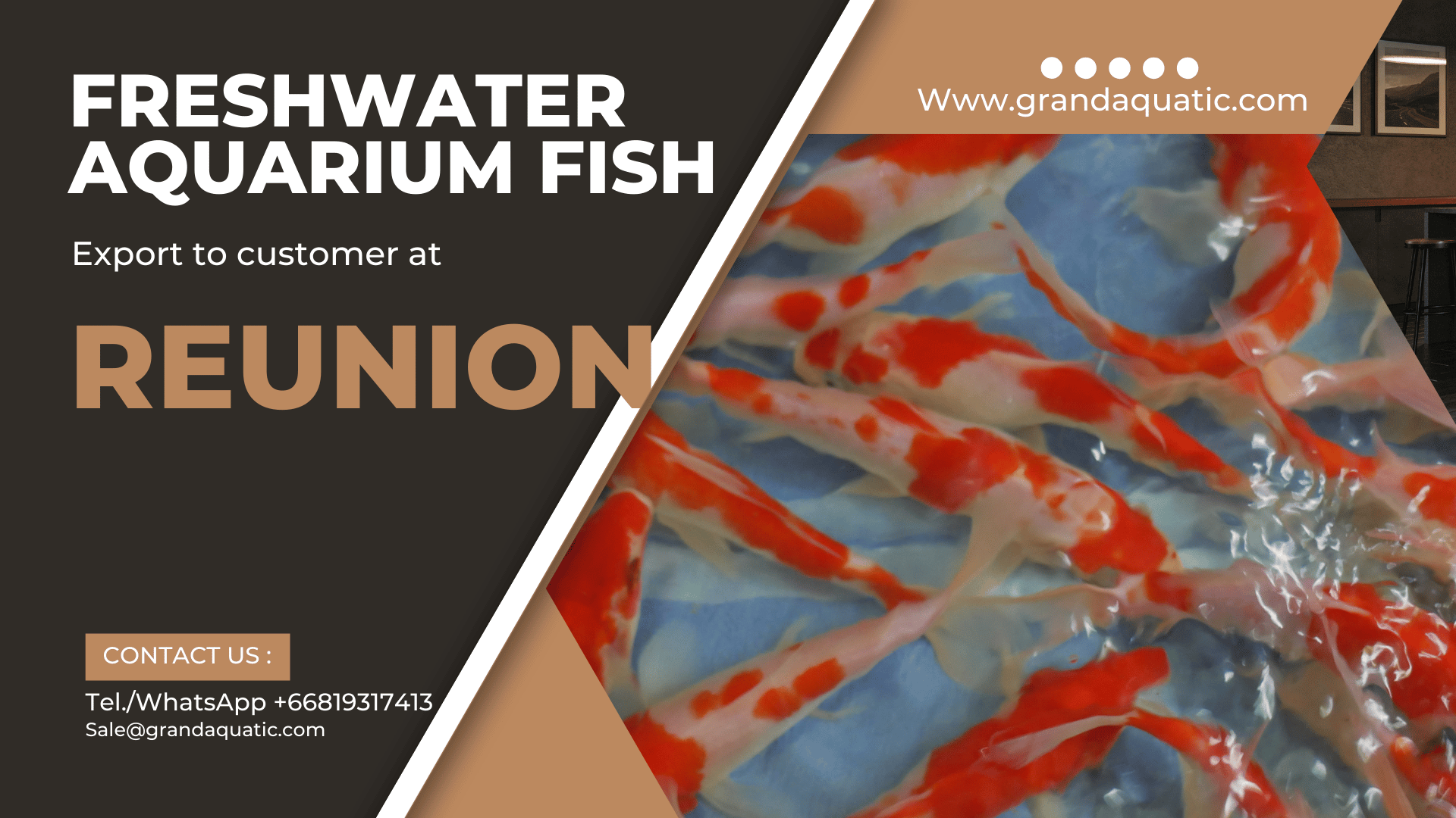 Freshwater aquarium fish export to Reunion