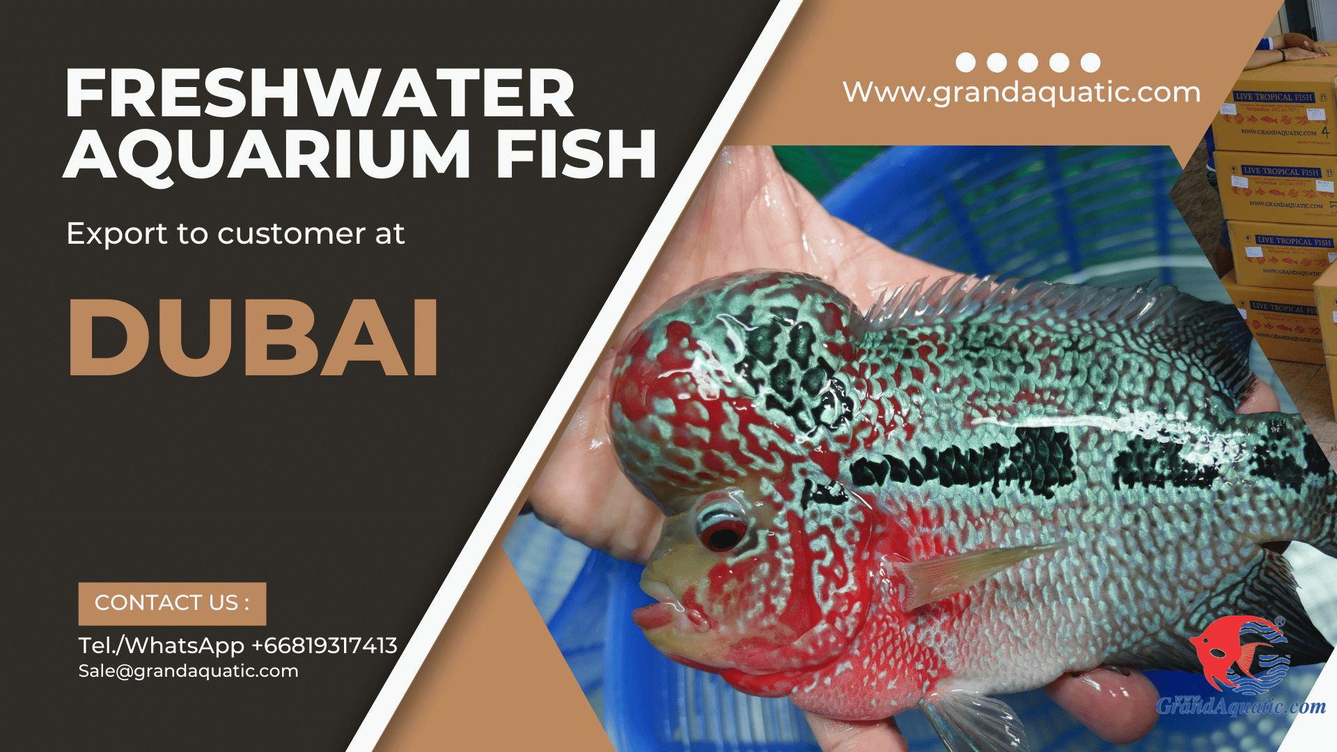 Aquarium fish export for official partner at Dubai/UAE