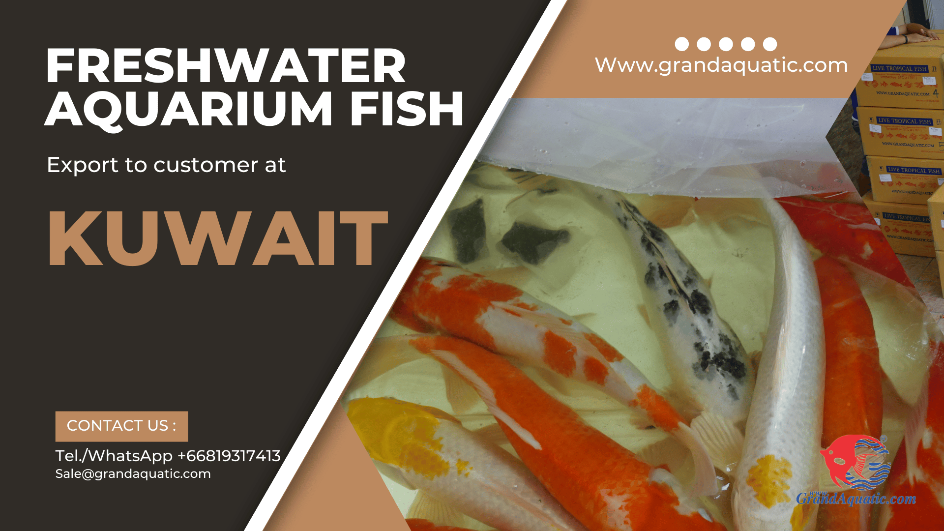 High quality koi fish export to Kuwait