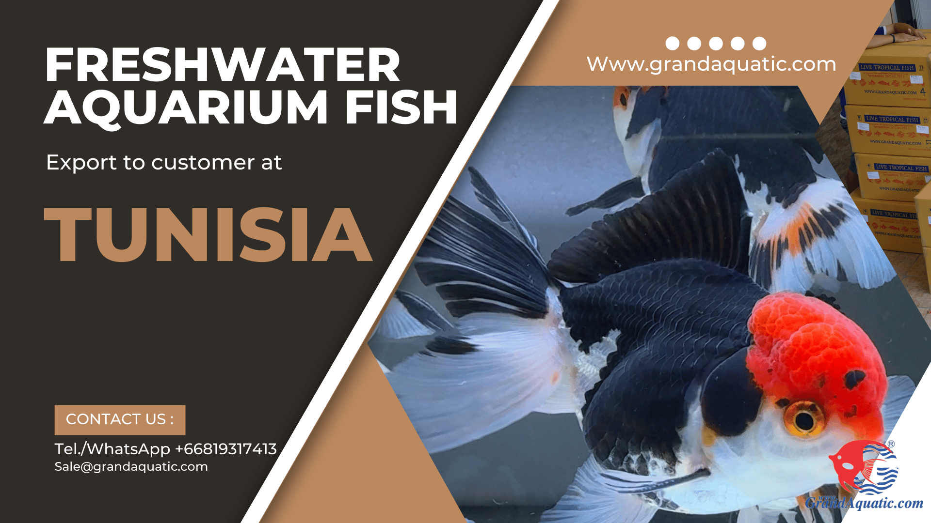 Quality of freshwater aquarium fish export to Tunisia