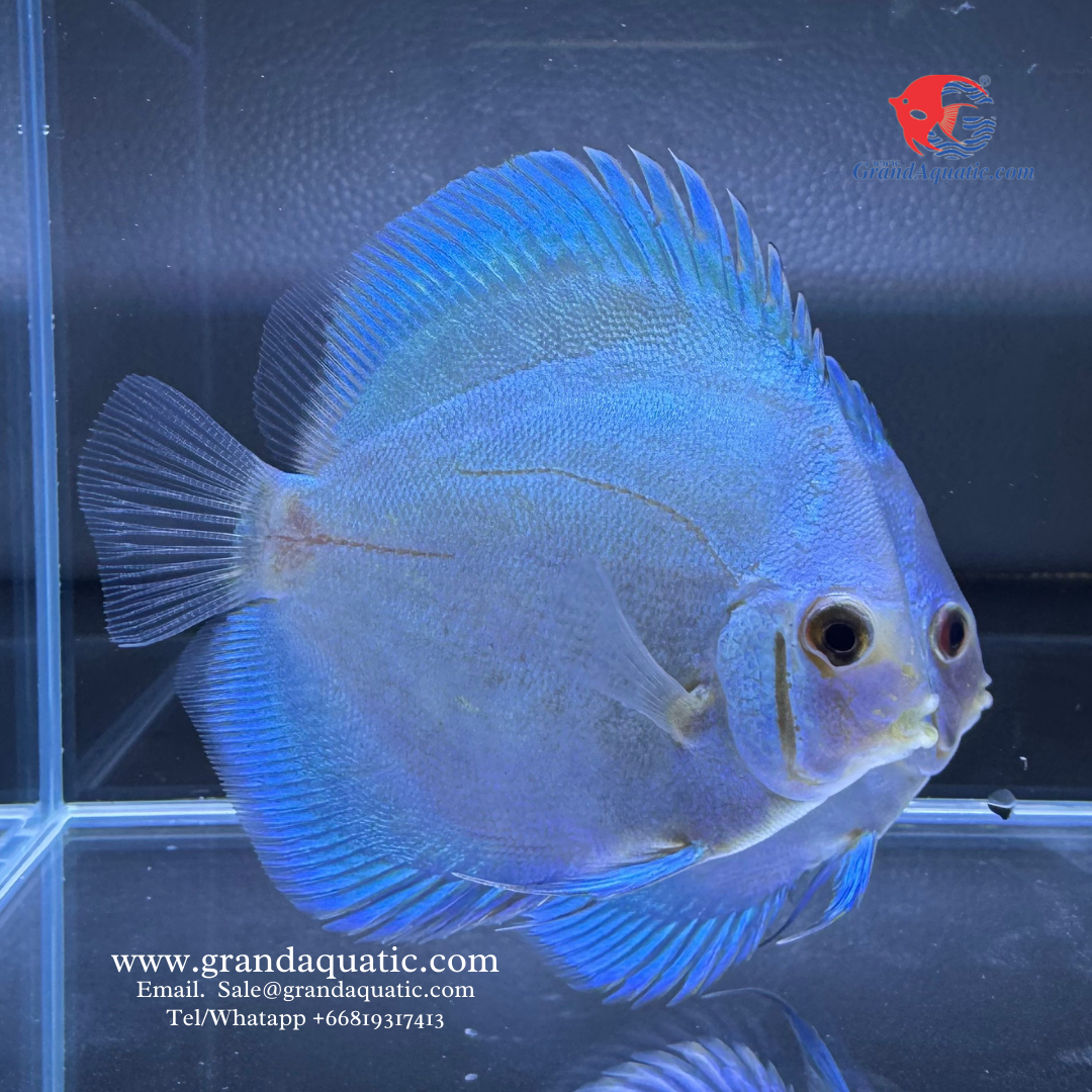 Blue Diamon Discus Fish