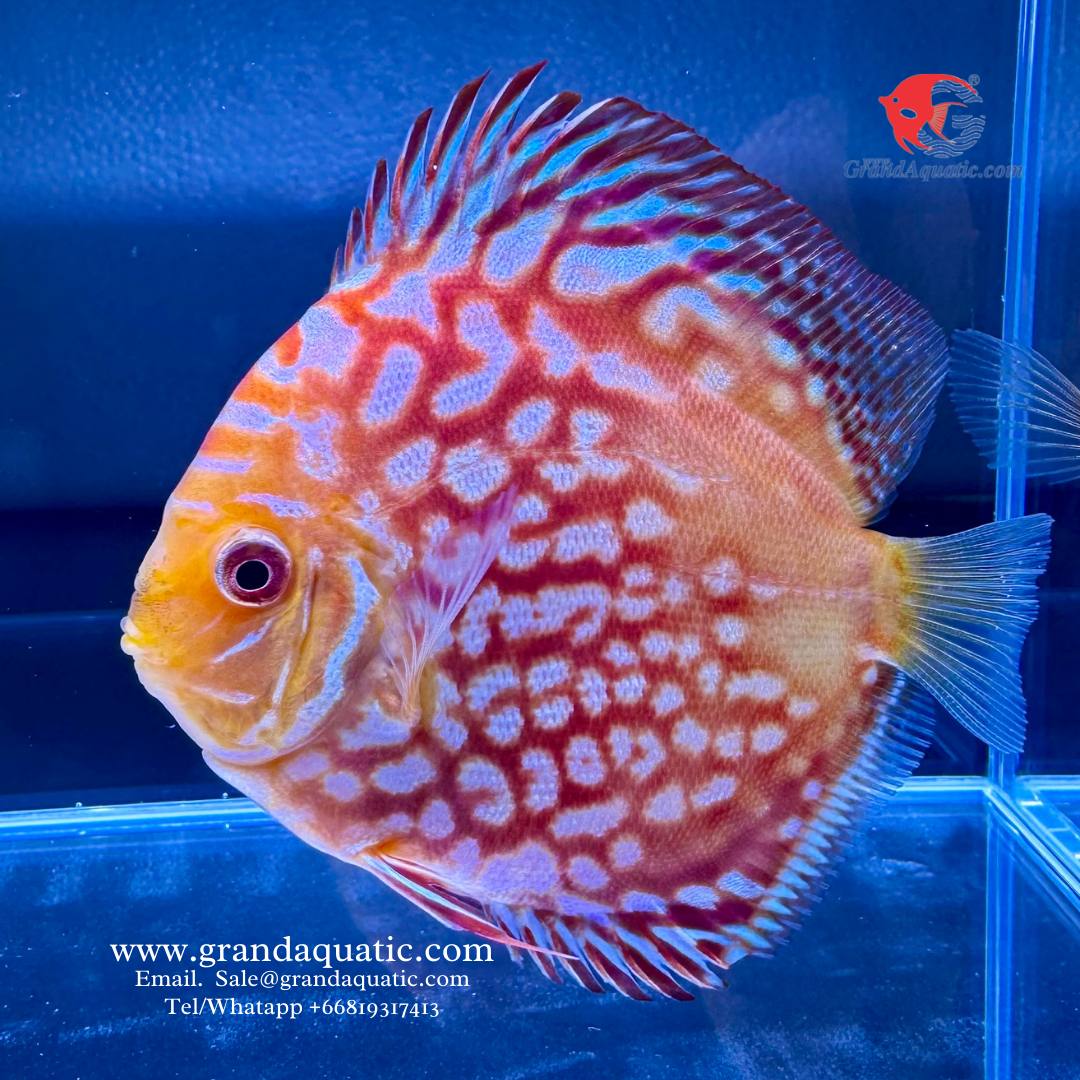 Mix Color Discus Fish