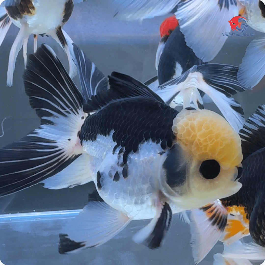 Panda Oranda Goldfish (Grade A)