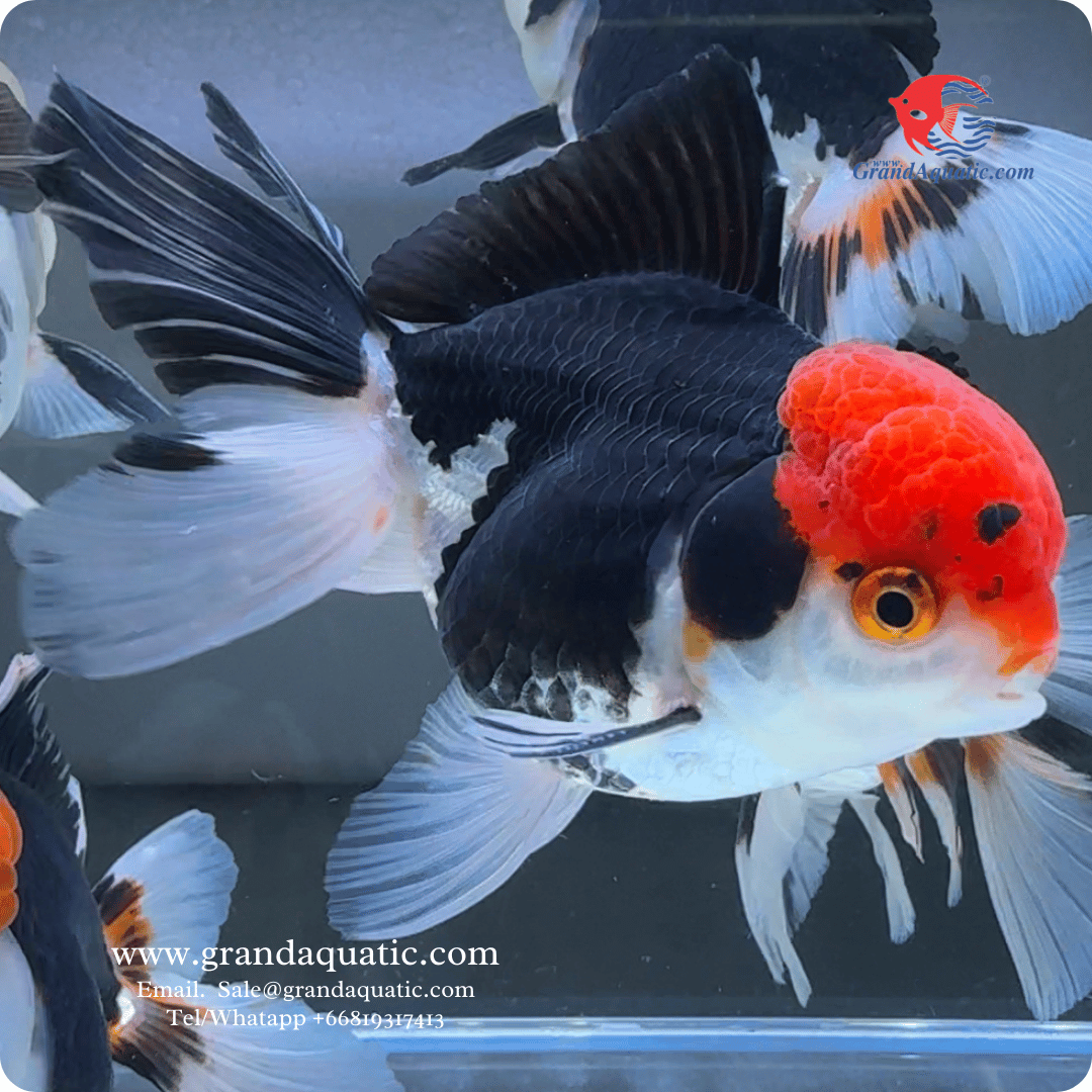 Tri-Color Oranda Gold fish (Grade A)