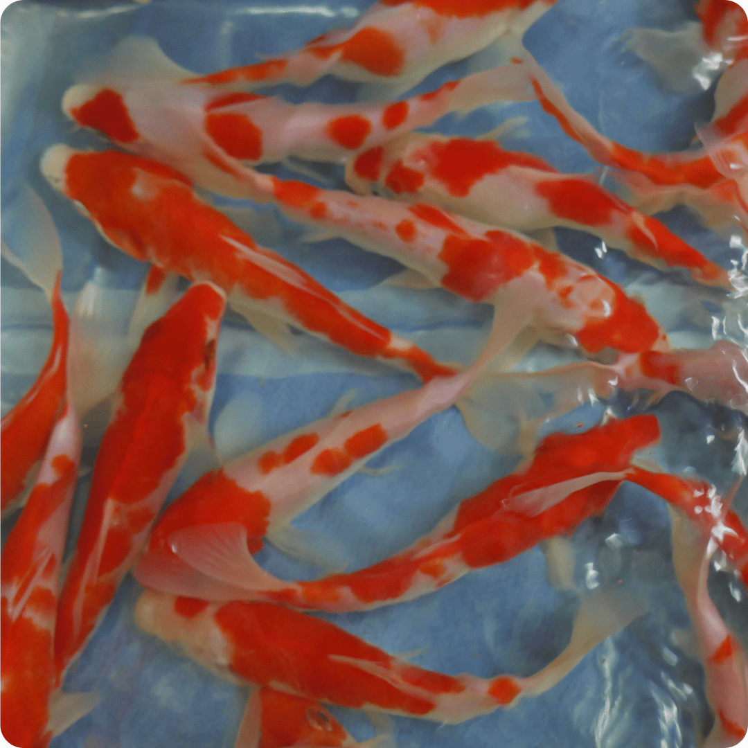 Red White koi fish