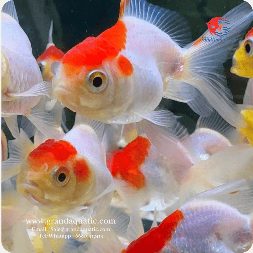 Red cap oranda goldfish | Grand Aquatic