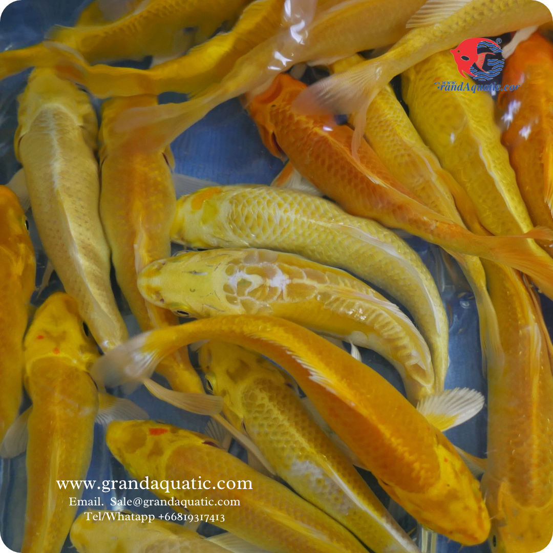 Ogon koi fish (Yellow)