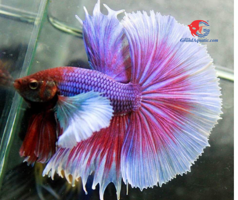 Halfmoon betta fish | Grand Aquatic