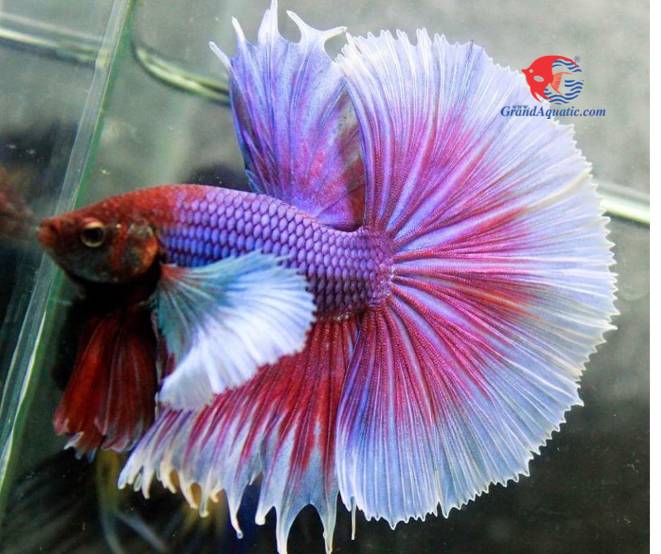 Halfmoon betta fish