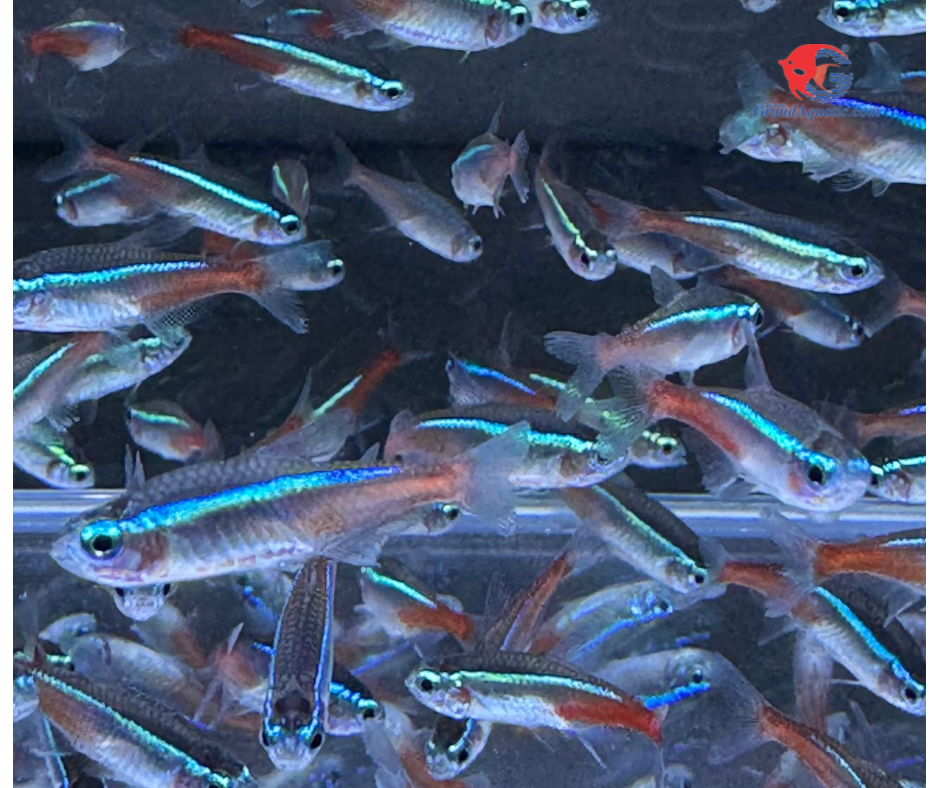 Neon tetra fish