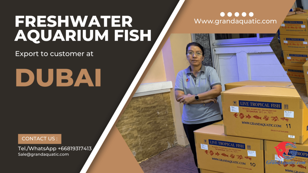 Grand Aquatic – Freshwater aquarium fish for export company from Thailand