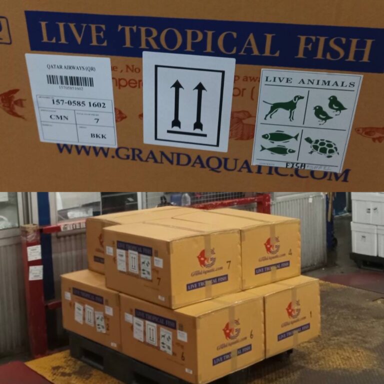 Tropical Aquarium Fish Exporter from Thailand: Your Trusted Partner for Vibrant Aquatic Life