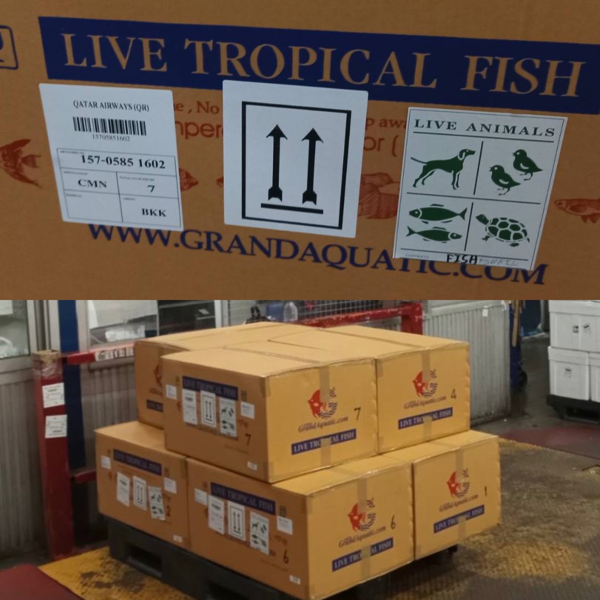 Tropical Aquarium Fish Exporter from Thailand: Your Trusted Partner for Vibrant Aquatic Life