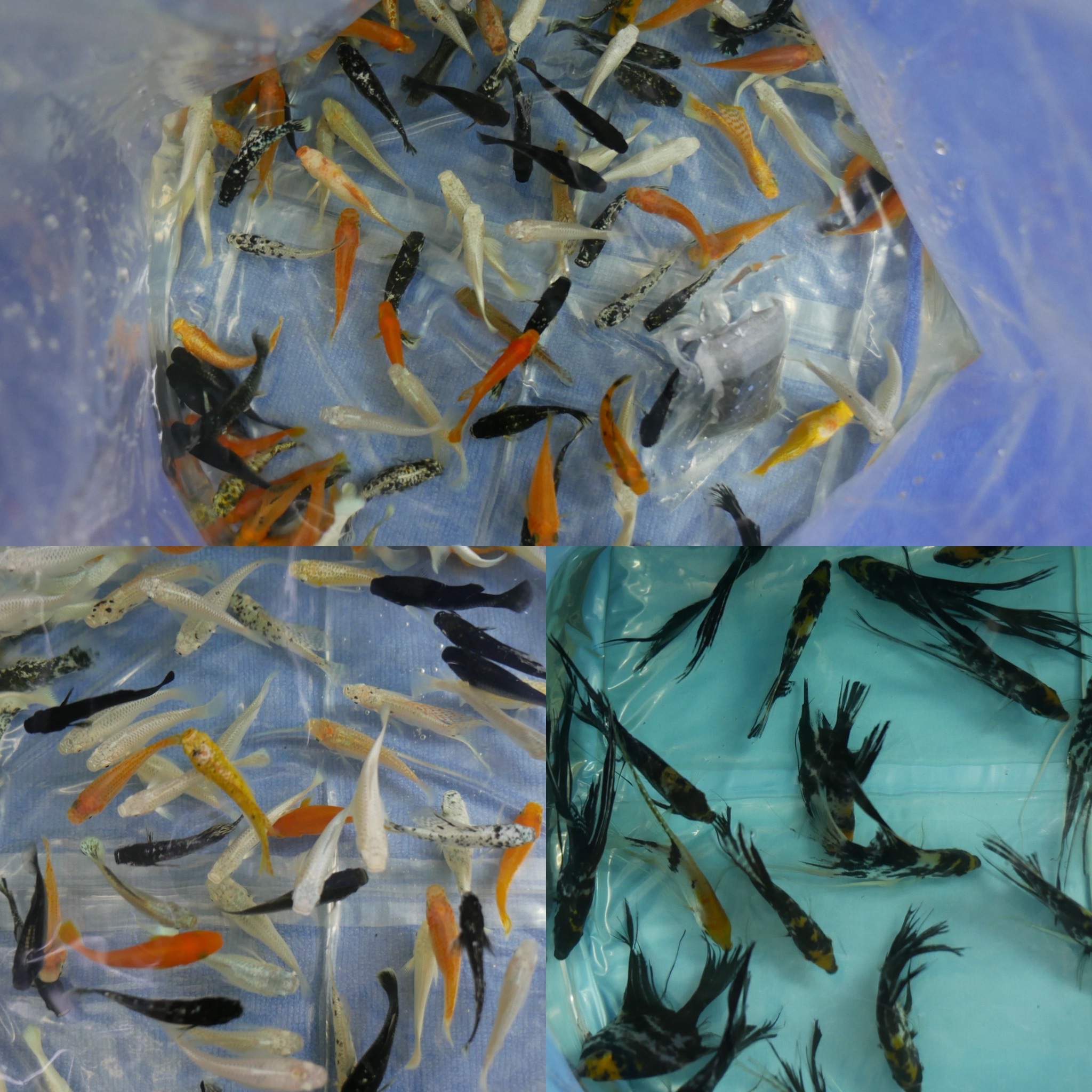 Live Tropical Fish Export to Bahrain – Trusted Quality from Thailand ...