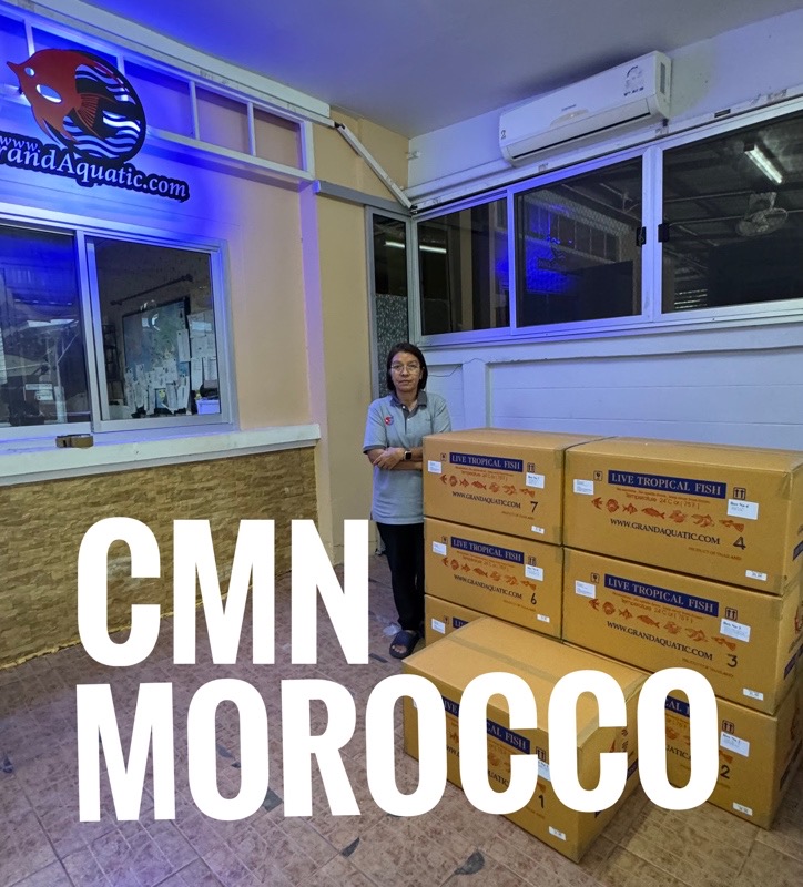 Official Ornamental Fish Export from Bangkok to CMN Morocco – Handpicked Quality, Packed for Profit, Guaranteed Arrival.