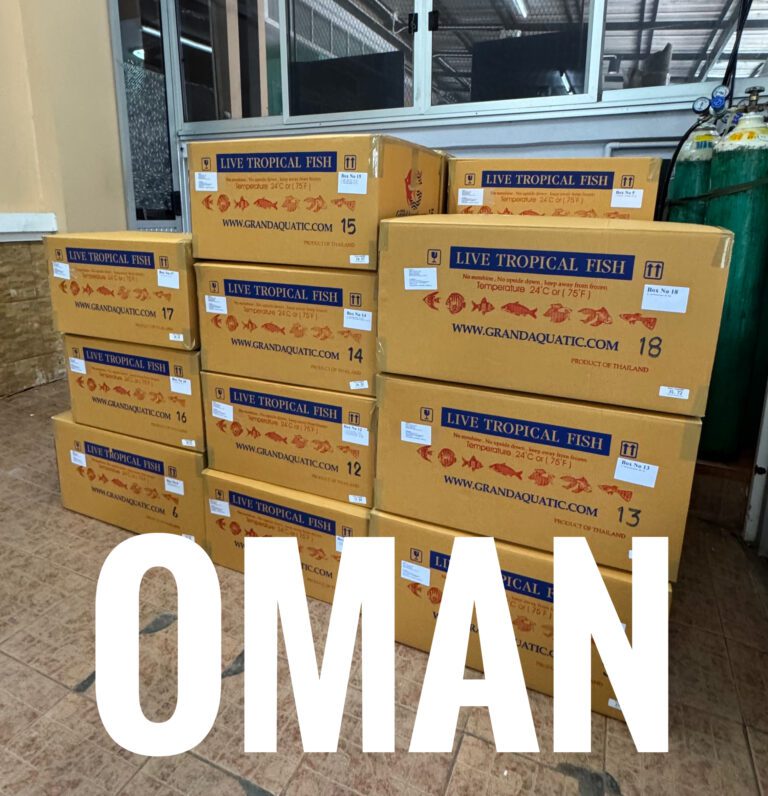 Tropical Fish Export from Thailand to Oman – Trusted by Importers Worldwide