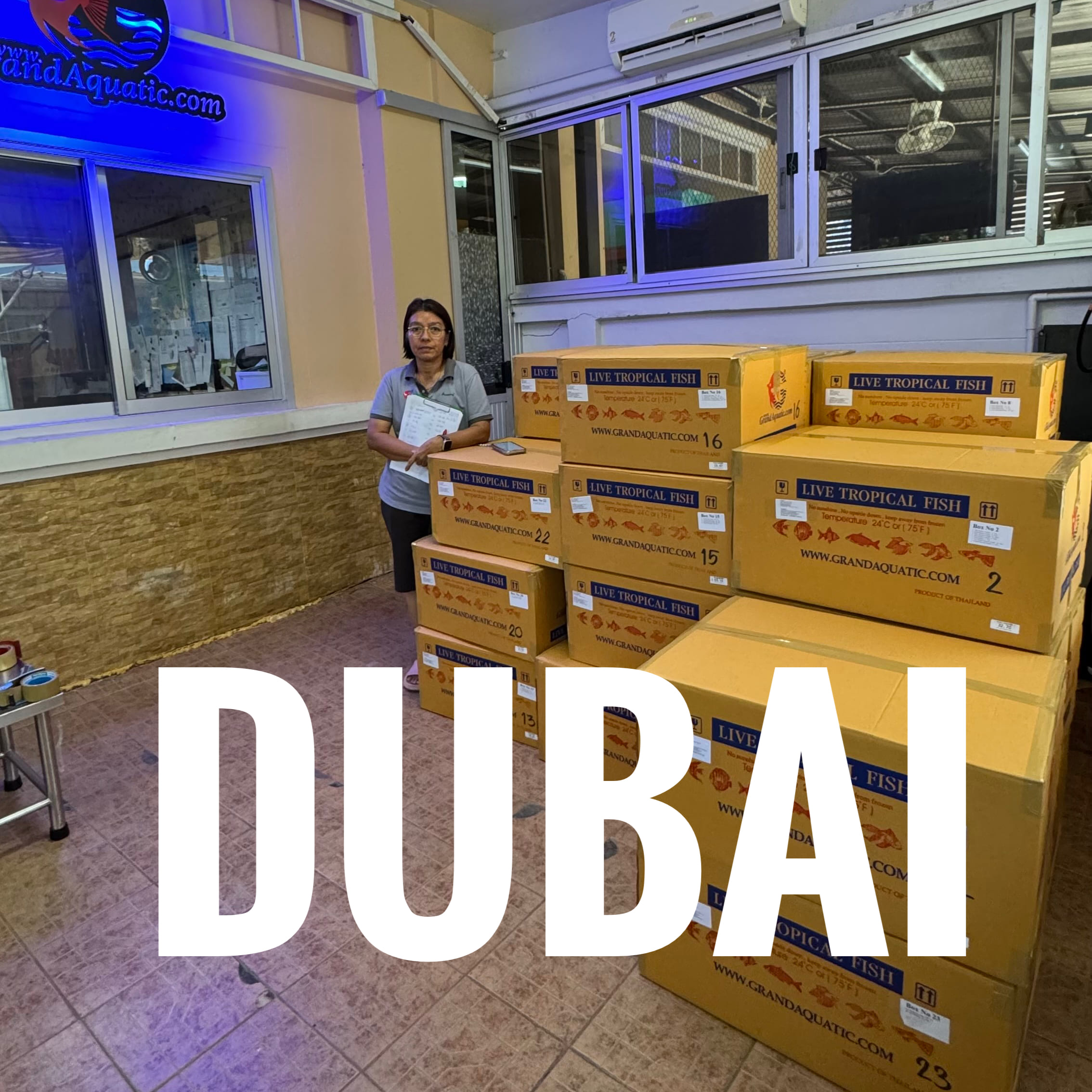 🐠 Premium Tropical Aquarium Fish Exported from Thailand to Dubai, UAE