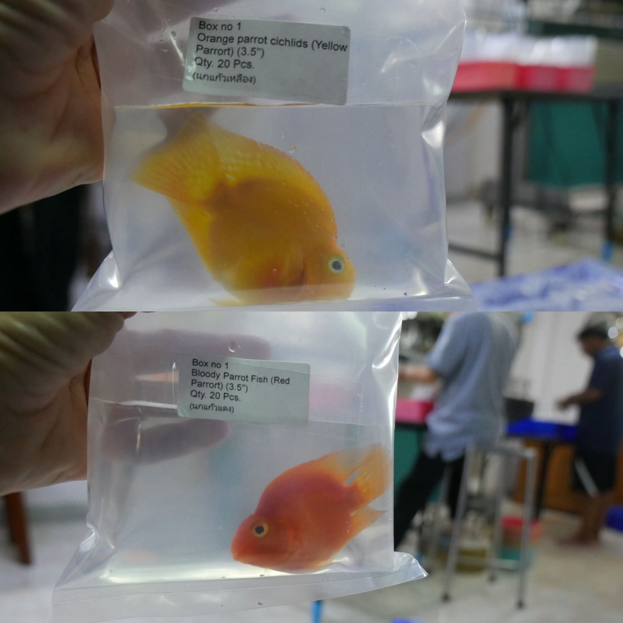 Premium Tropical Aquarium Fish Exported from Thailand to Dubai, UAE ...
