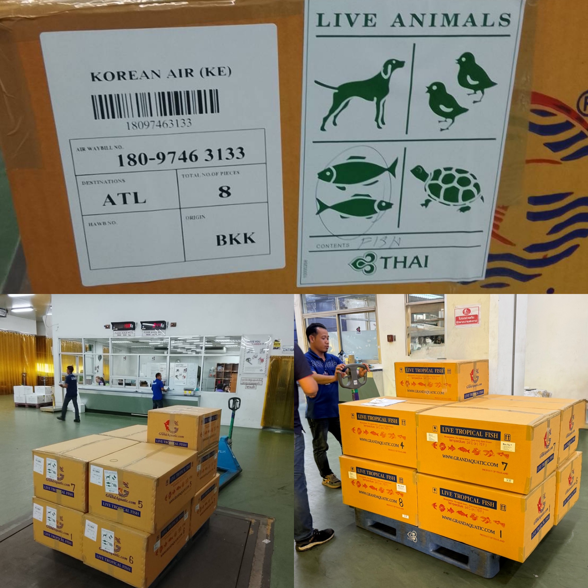 How to Buy & Import Tropical Cold Water Fish from Thailand?