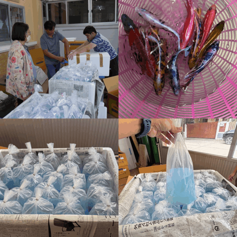 How to Choose a Trusted Freshwater Aquarium Fish Exporter