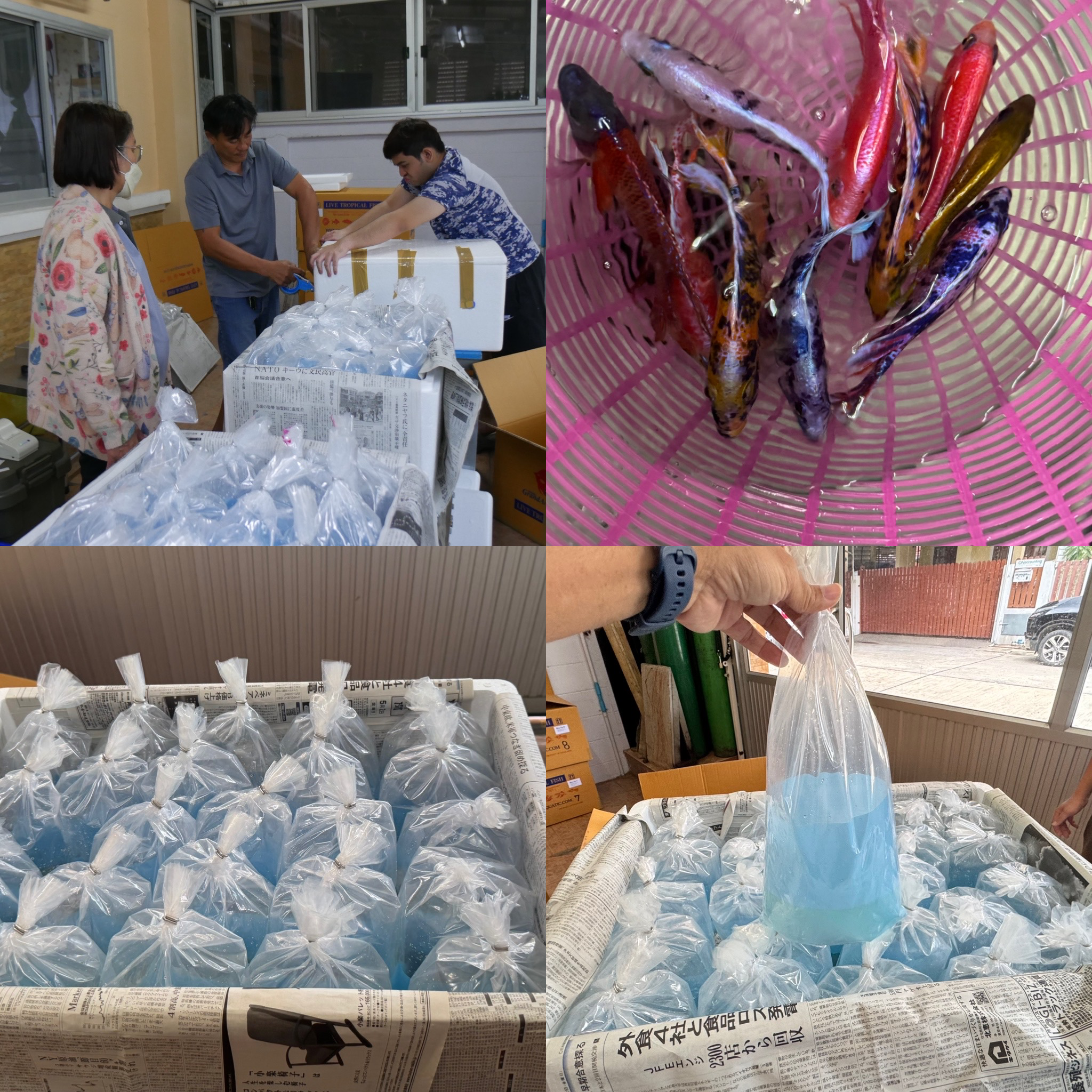 Collector quality fish