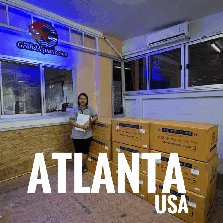 “Premium Male Malawi Cichlids – Direct Export from Thailand to Your airport destination ”