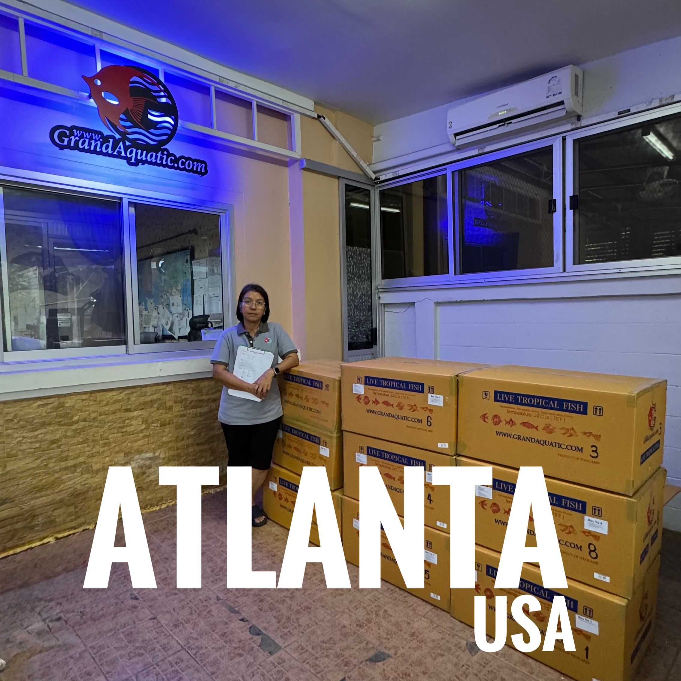 “Premium Male Malawi Cichlids – Direct Export from Thailand to Your airport destination ”