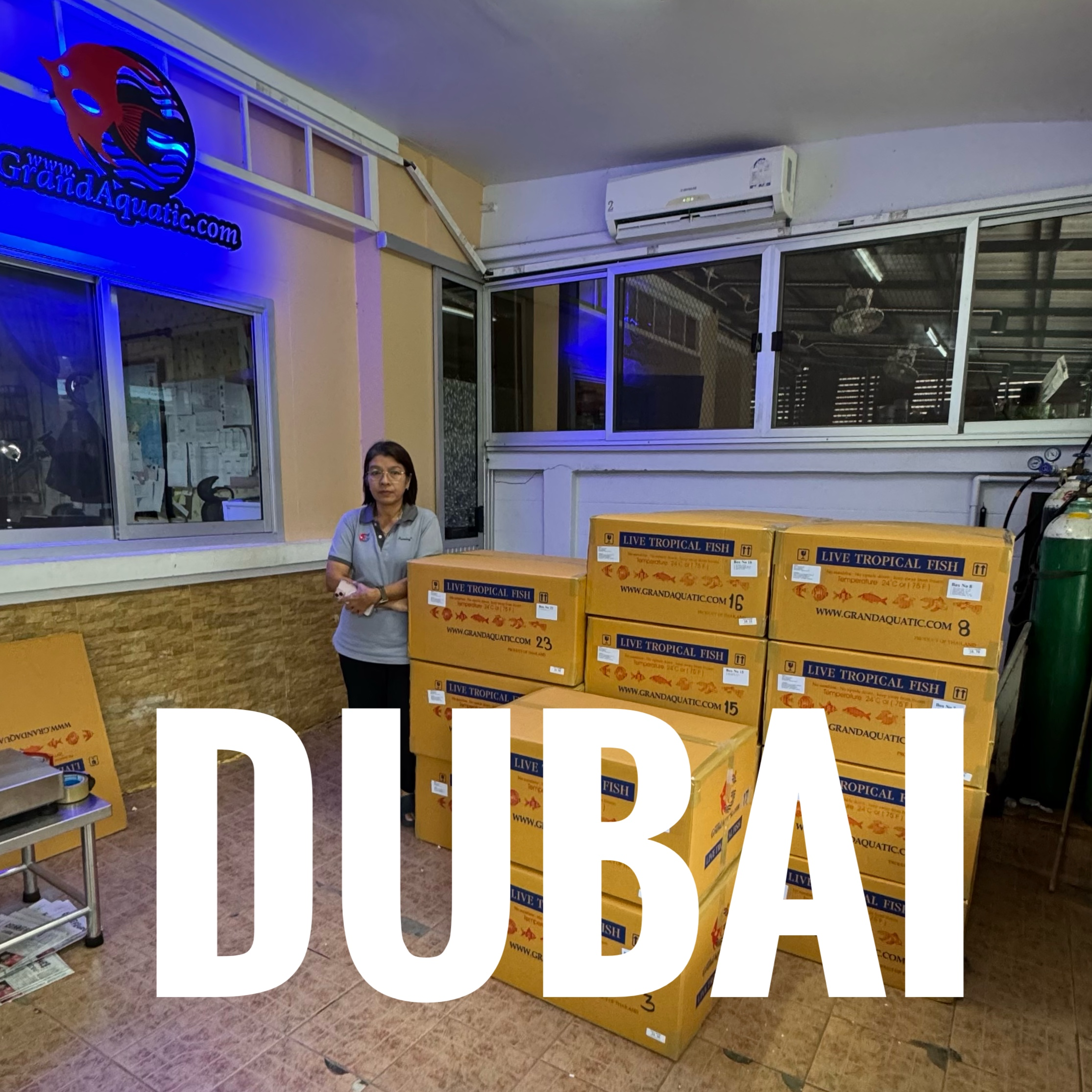 Premium Ornamental Fish Exported to Dubai – Trusted Partner in the UAE
