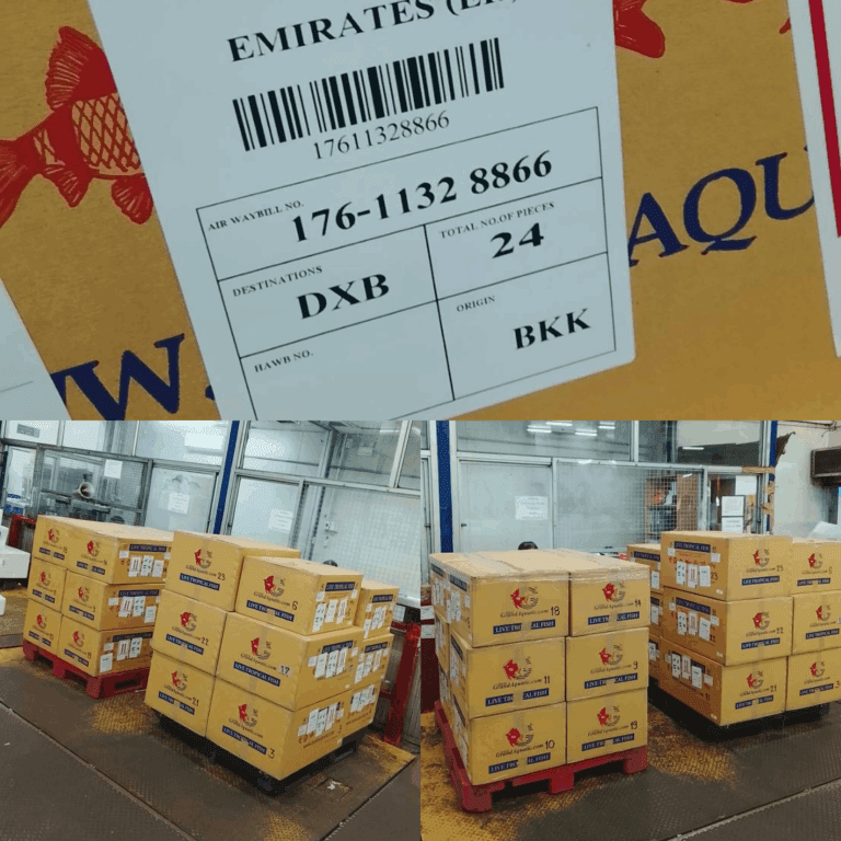 Guidelines to Import Ornamental Fish from Thailand