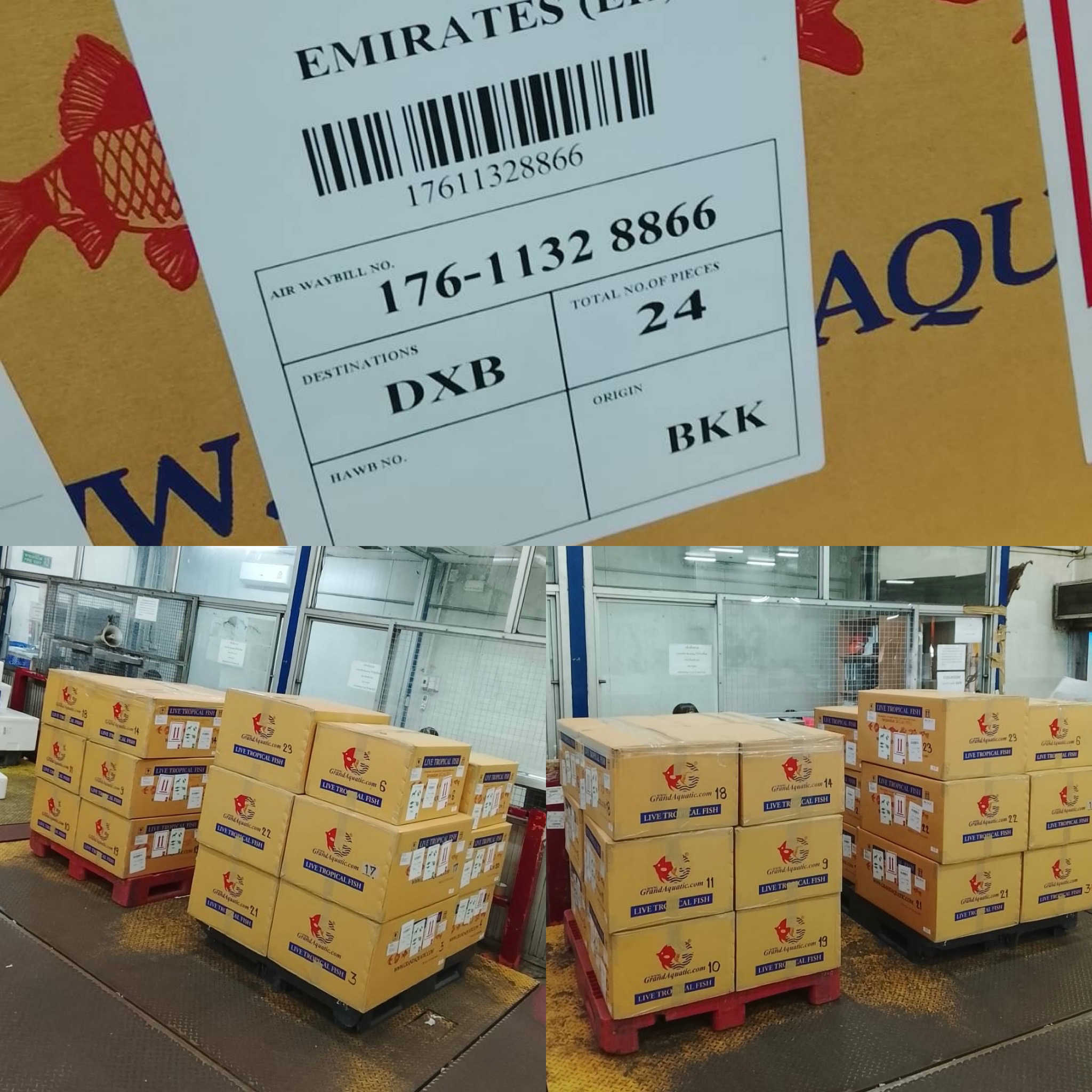 Guidelines to Import Ornamental Fish from Thailand