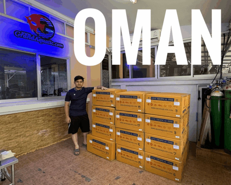 Tropical Fish Export POWERHOUSE – Thailand to OMAN | Premium Quality, Professional Handling, Trusted Partner