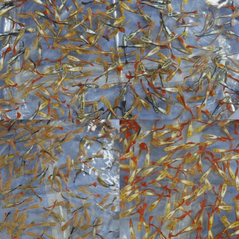 Complete Guppy Fish Care Guide from Bangkok Aqua Plus Co.,Ltd — Trusted Guppy Fish Export Thailand Partner