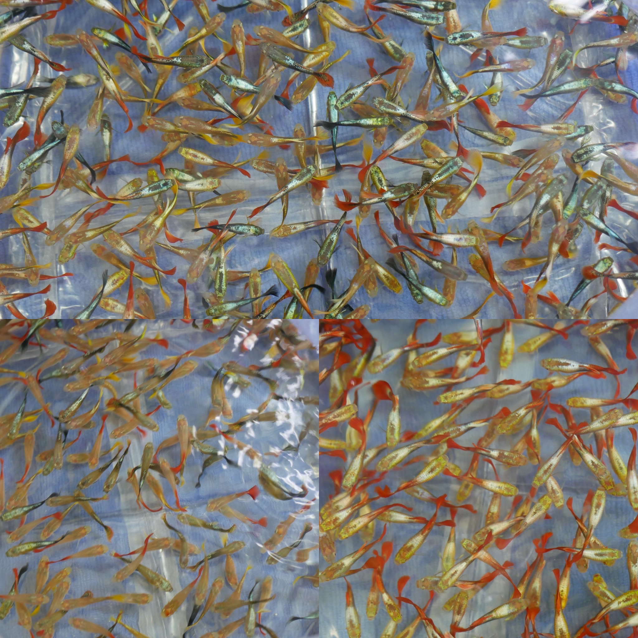 Complete Guppy Fish Care Guide from Bangkok Aqua Plus Co.,Ltd — Trusted Guppy Fish Export Thailand Partner