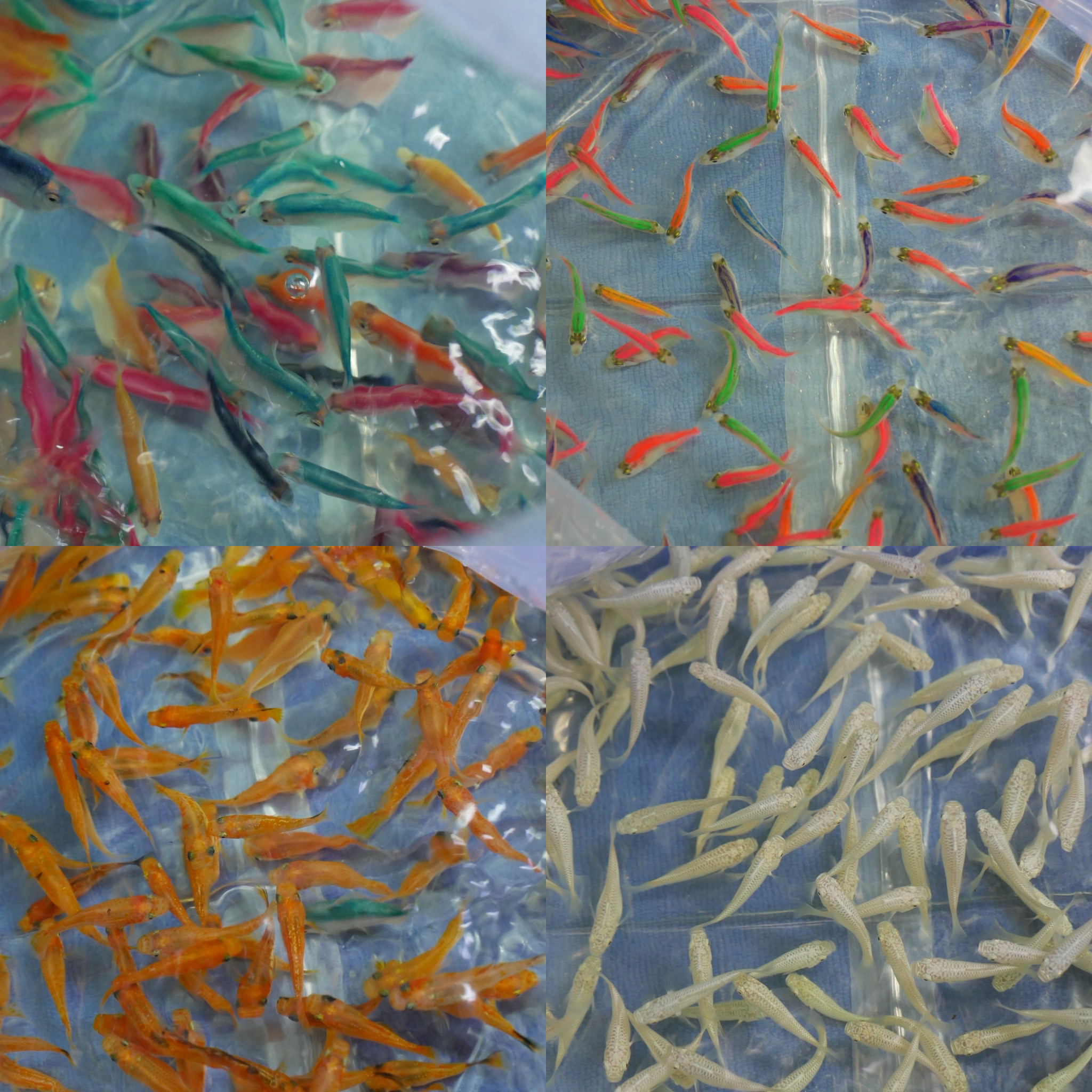 Premium Tropical Ornamental Fish Shipment from Thailand to Dubai ...
