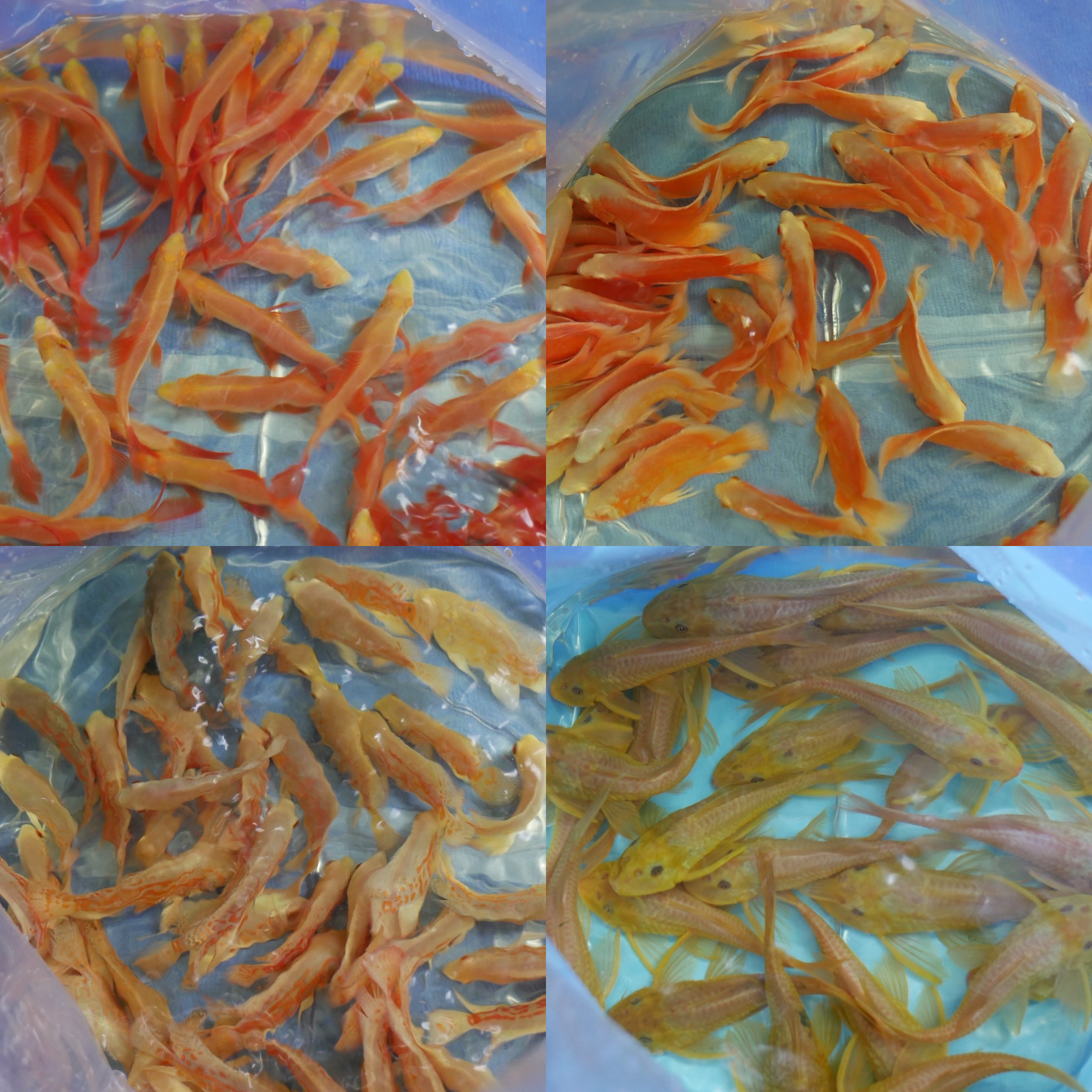 Premium Tropical Ornamental Fish Shipment from Thailand to Dubai ...