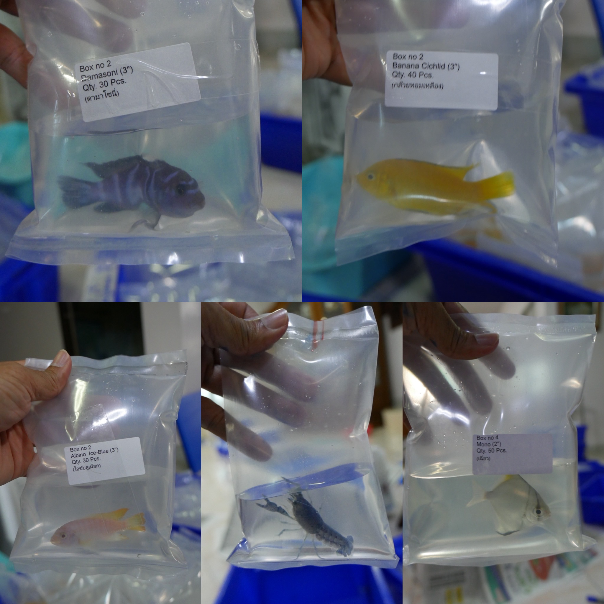 Premium Tropical Ornamental Fish Shipment from Thailand to Dubai ...