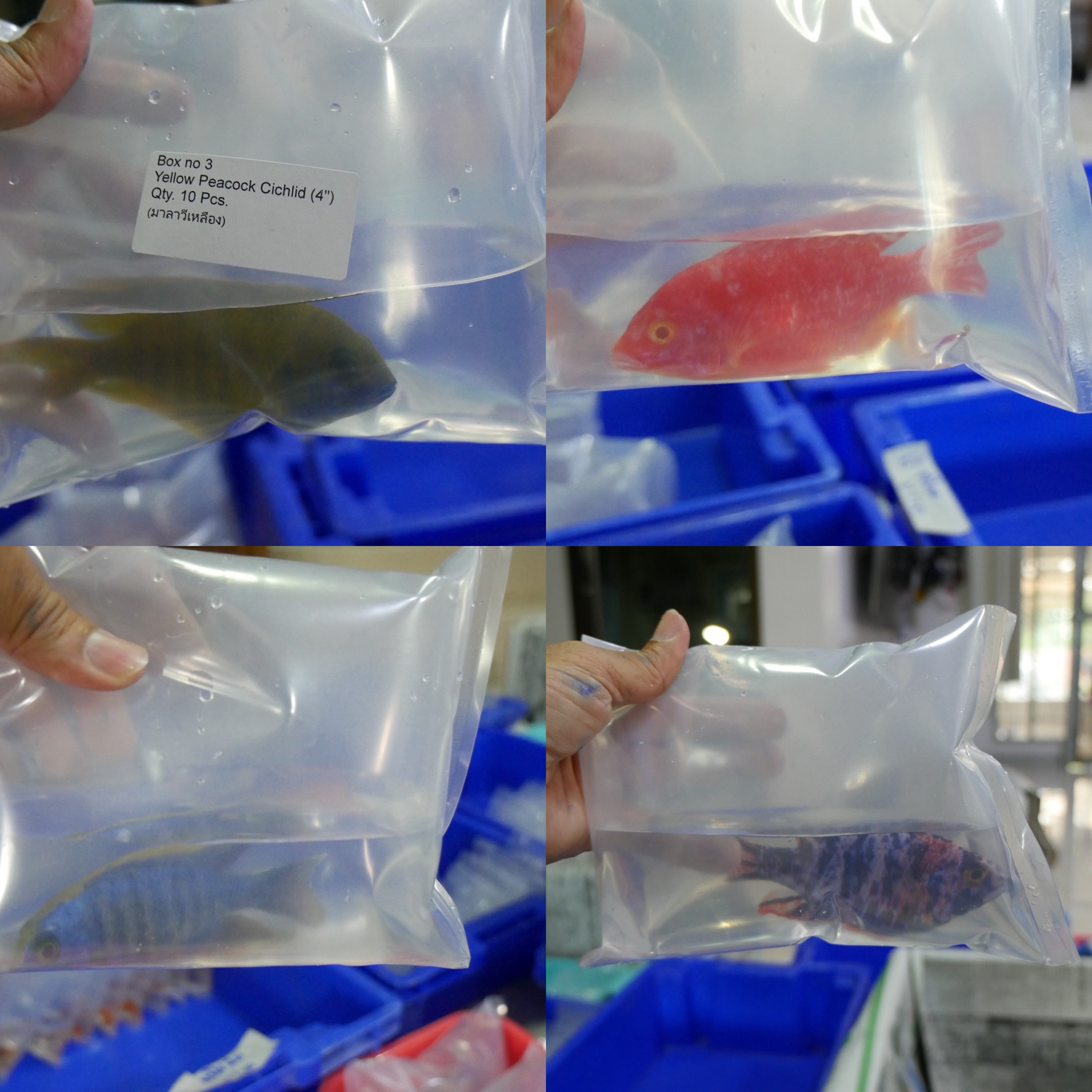 Premium Tropical Ornamental Fish Shipment from Thailand to Dubai ...