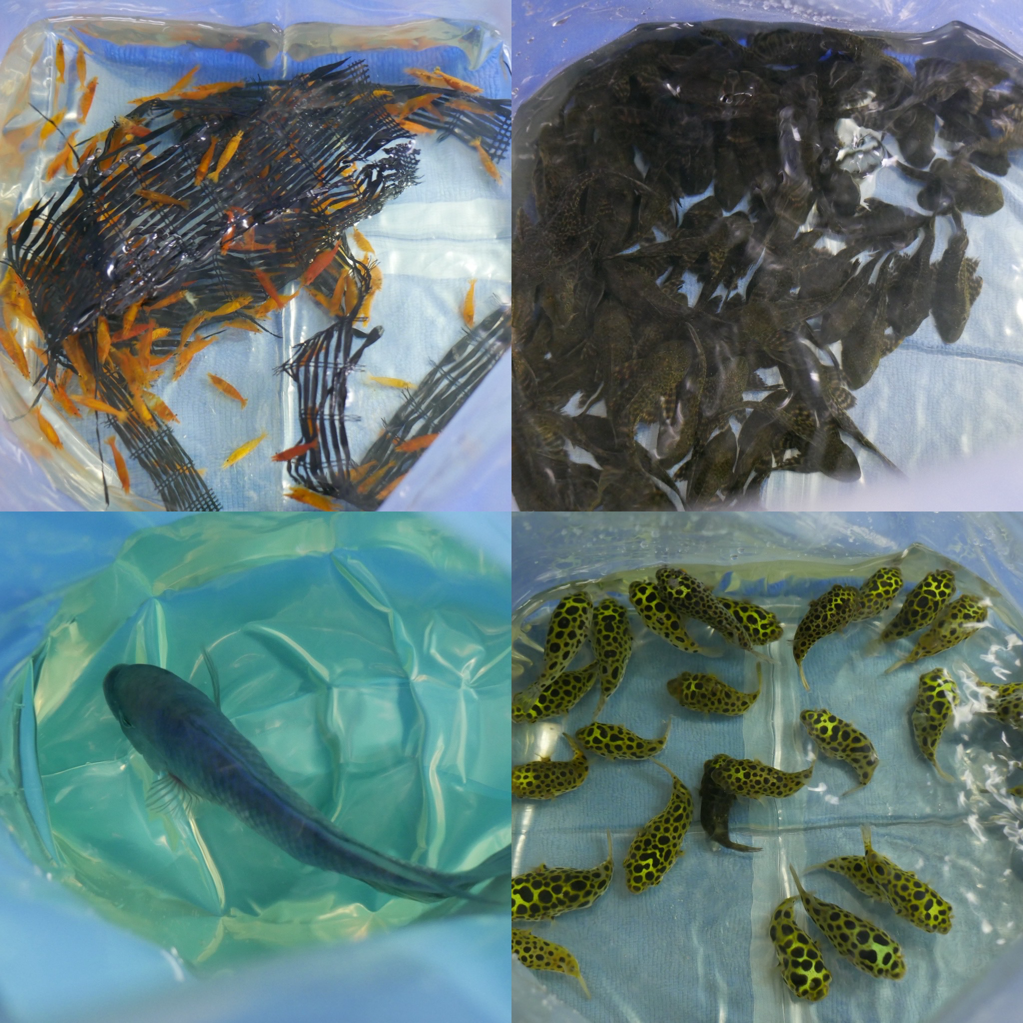 Premium Tropical Ornamental Fish Shipment from Thailand to Dubai ...