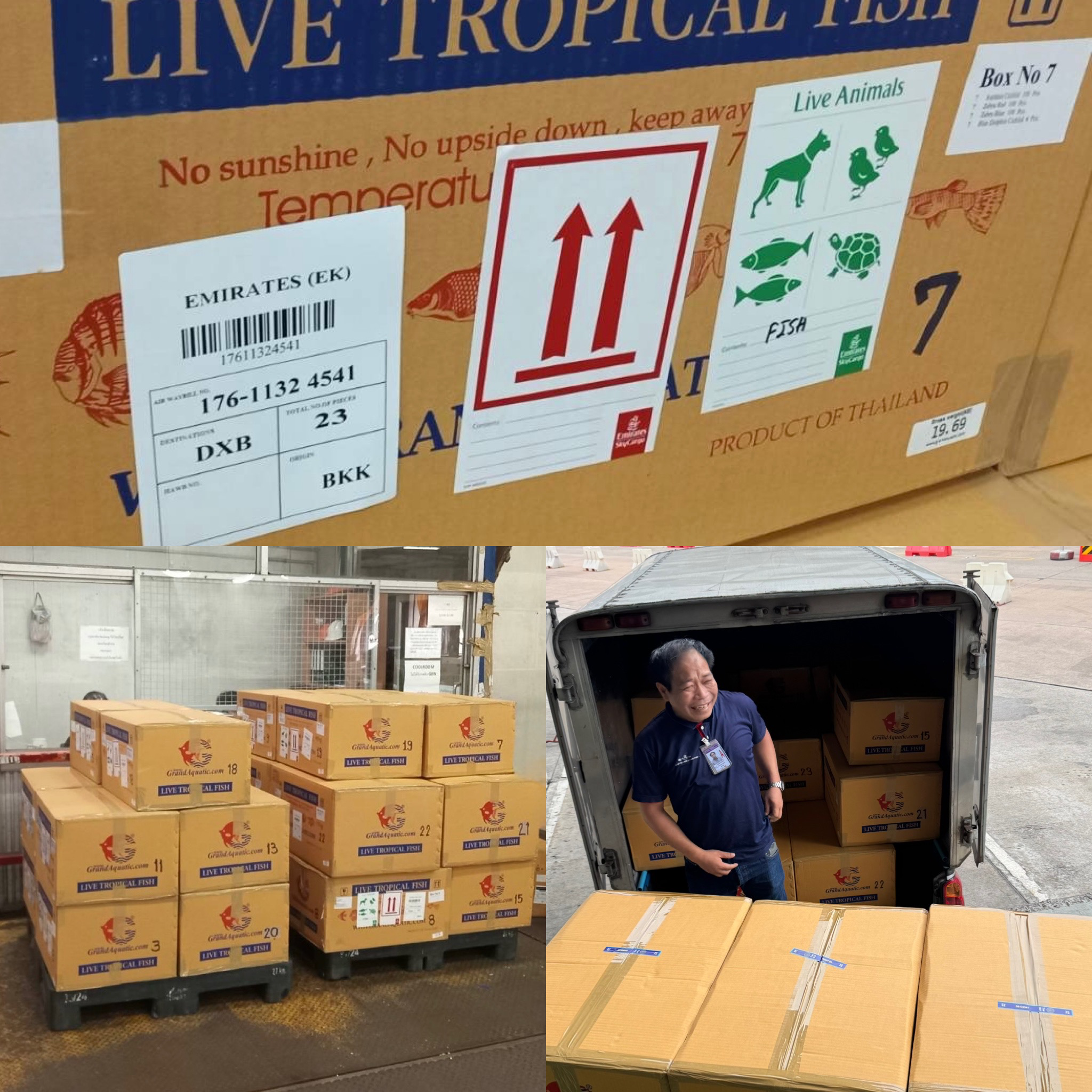 Premium Tropical Ornamental Fish Shipment from Thailand to Dubai ...