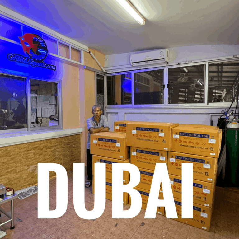 Premium Tropical Ornamental Fish Shipment from Thailand to Dubai