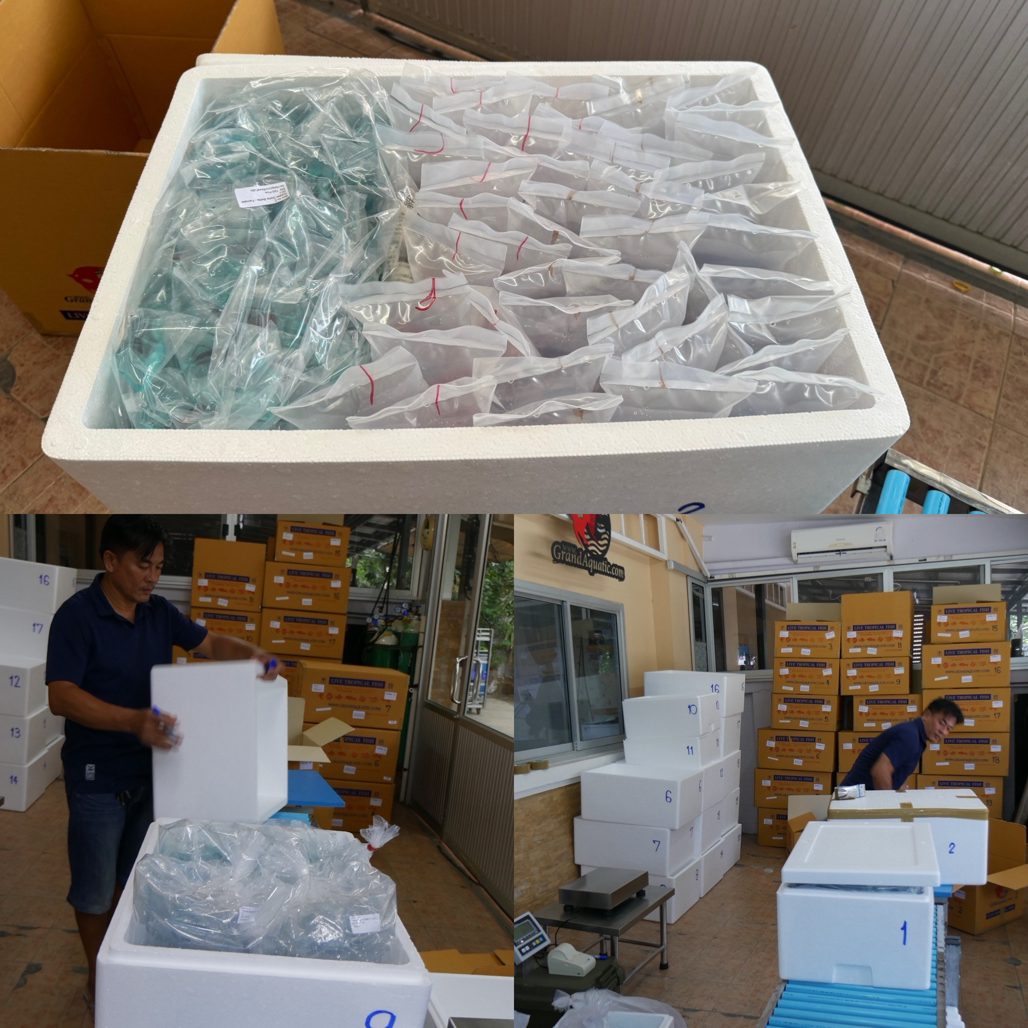 Expertise in Packing Operations