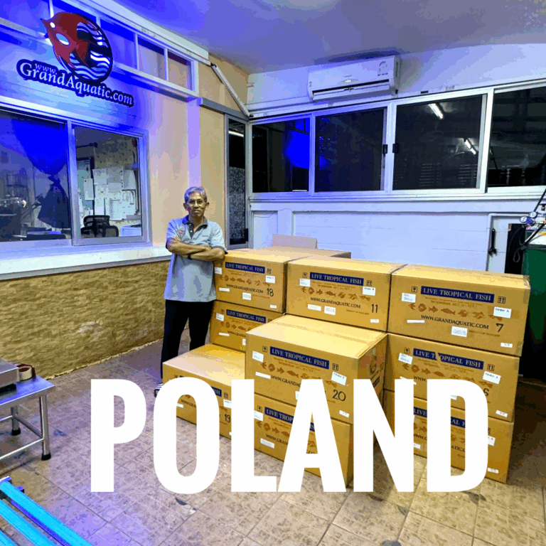 Trusted Tropical Ornamental Fish Exporter from Thailand – Professional Service