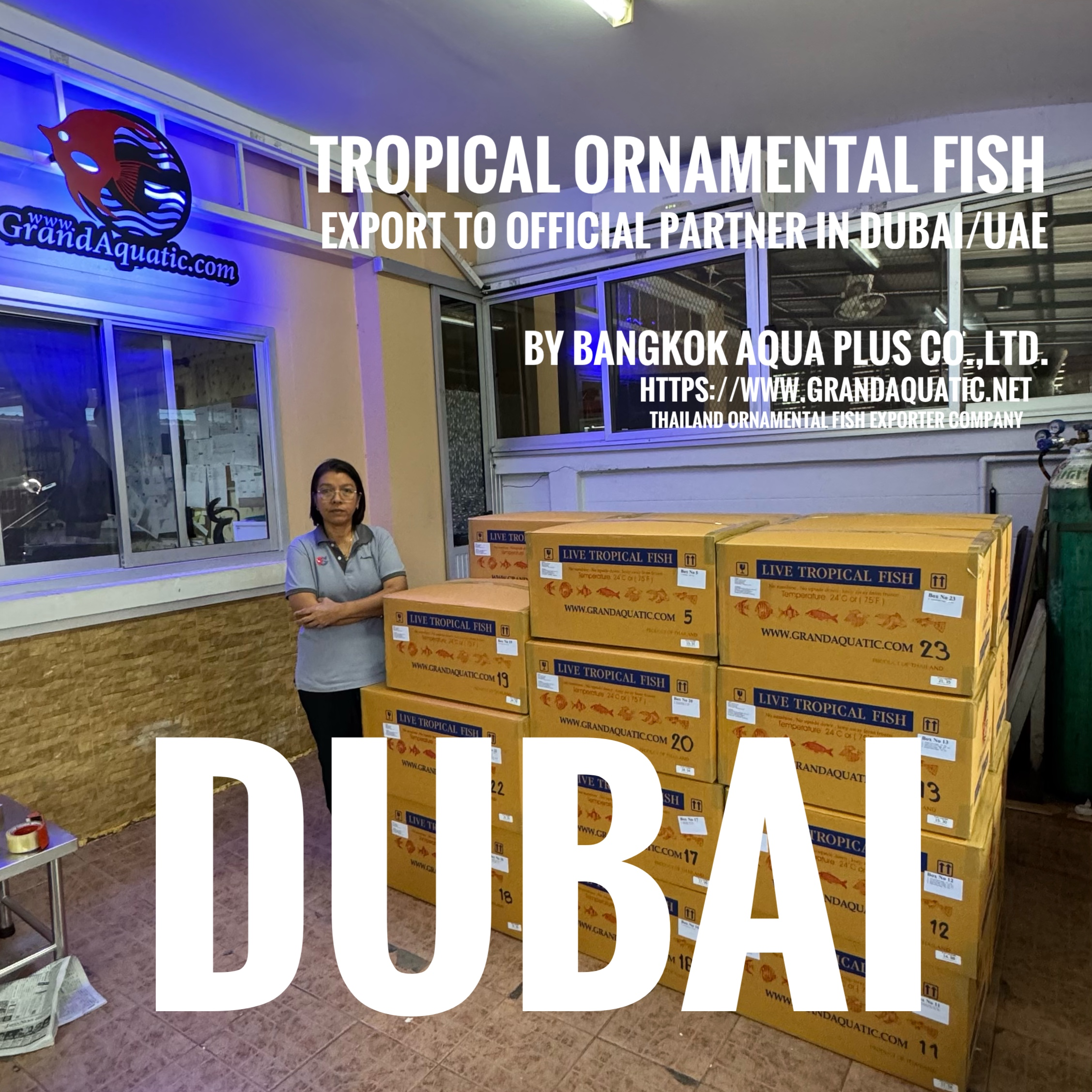 Premium Tropical Ornamental Fish Export from Thailand – Low DOA & 100% Guarantee