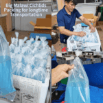 Cichlid exporter Thailand