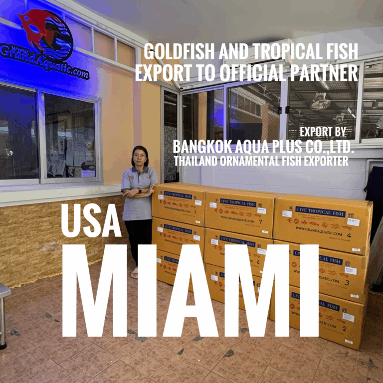 High Quality Oranda Goldfish & Ornamental Fish Export from Thailand to Miami, USA