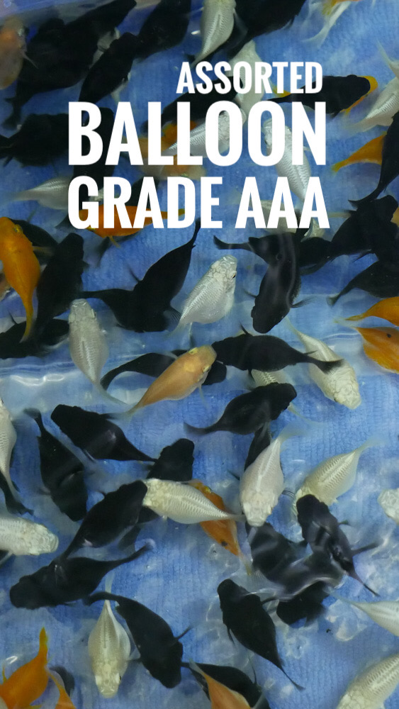 Beginner’s Guide to Keeping Balloon Mollies and Guppies – Tank Setup, Feeding & Water Care