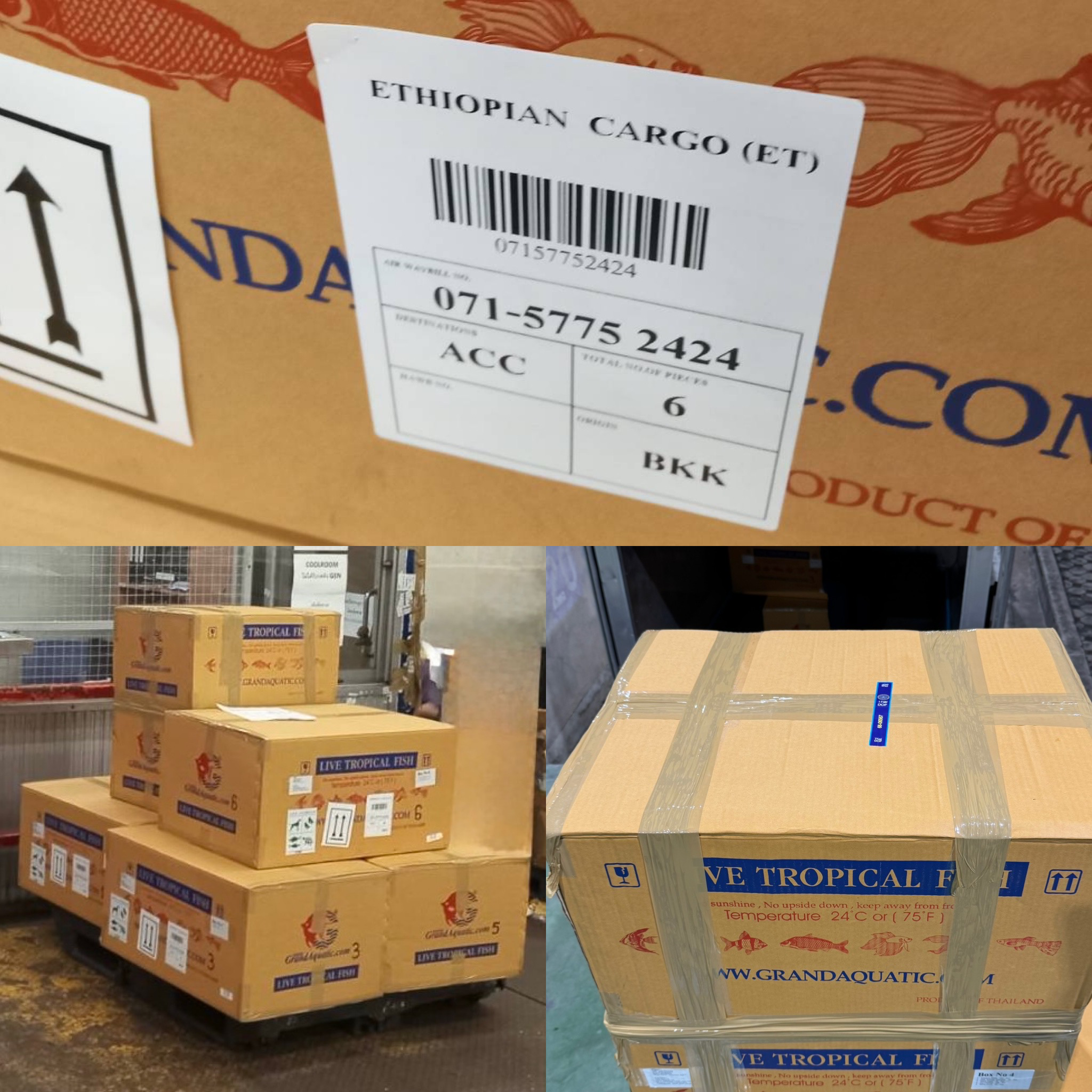 Thailand Ornamental Fish Export Market in Africa – Opportunities for Importers