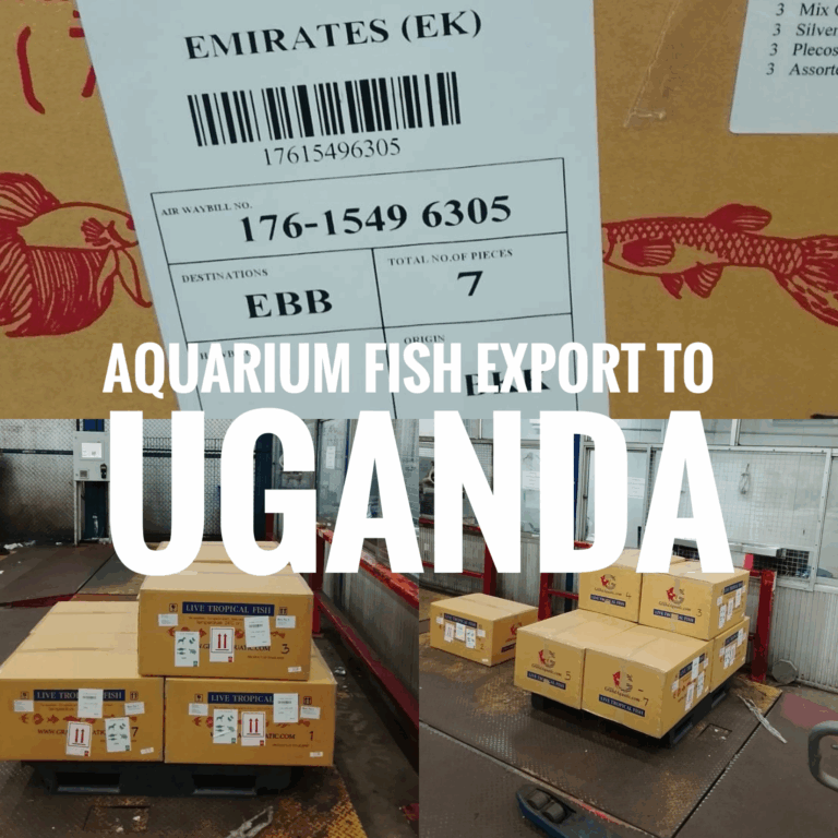 Aquarium Fish Export from Thailand to Uganda – Trusted Partner for Importers