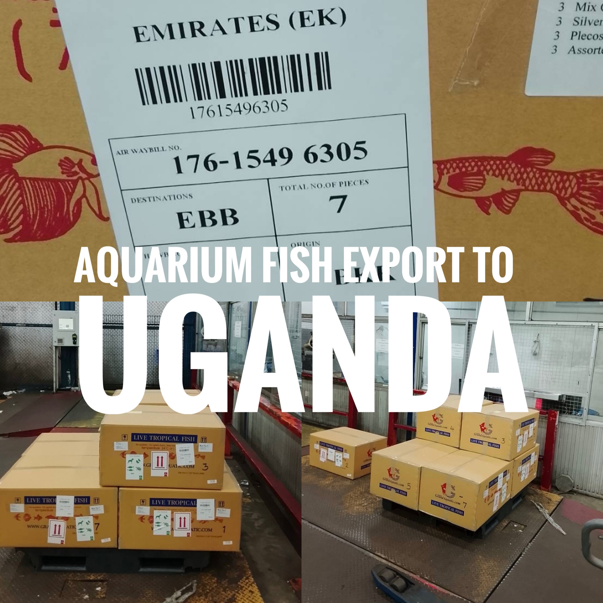 Aquarium Fish Export from Thailand to Uganda – Trusted Partner for Importers