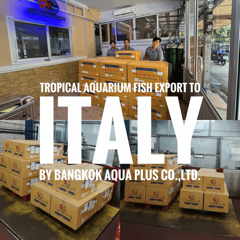 Tropical Aquarium Fish Export to Italy – Bangkok Aqua Plus Co., Ltd.